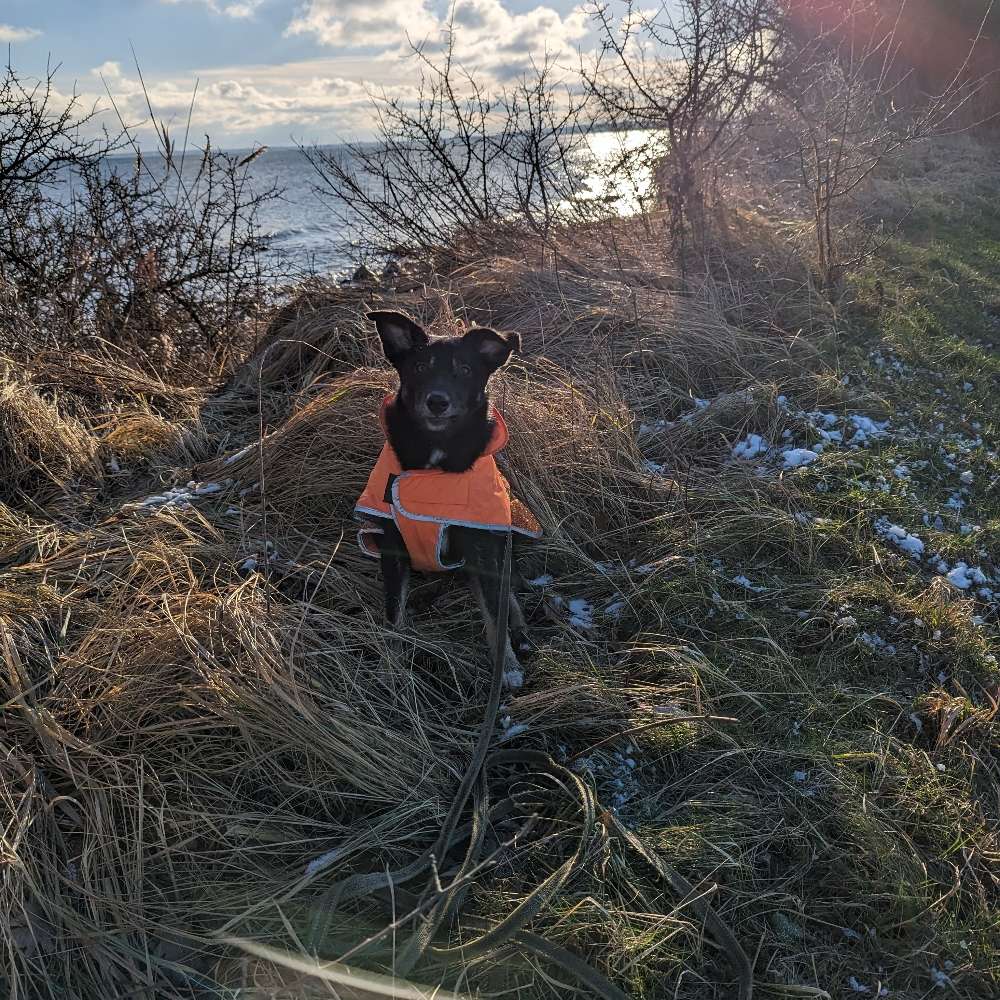 Hundetreffen-Spielpartner gesucht-Profilbild