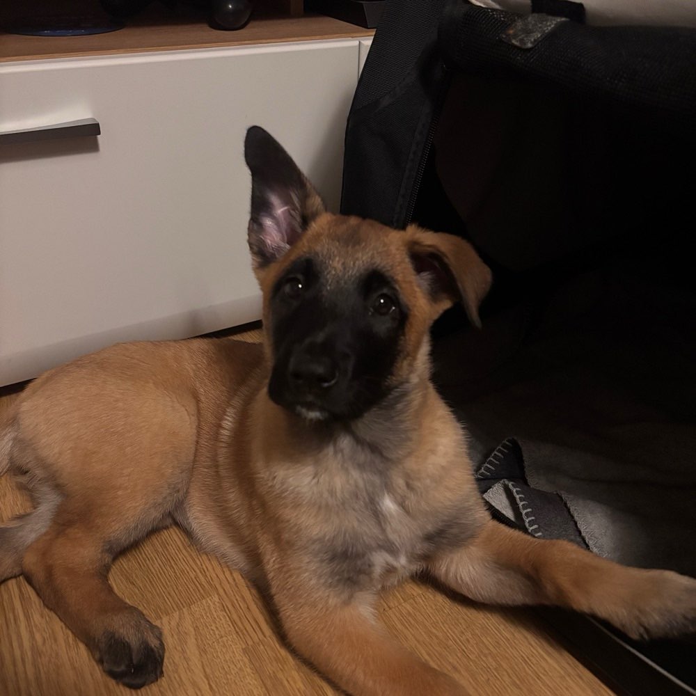 Hundetreffen-Welpentreffen Krefeld-Profilbild