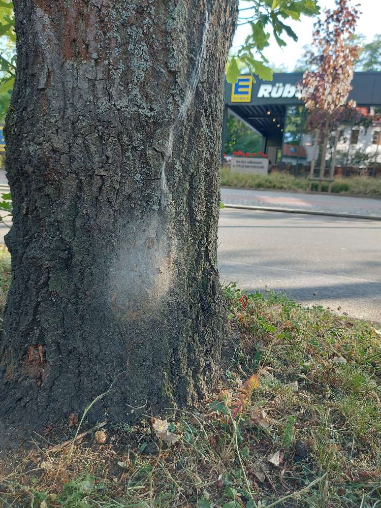 Giftköder-Verm. Eichenprozessionspinner-Profilbild