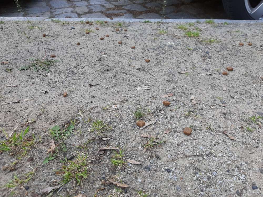 Giftköder-Trockenfutter/ Leckerlis-Profilbild