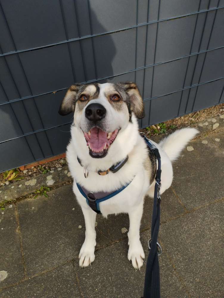 Hundetreffen-Spielpartner gesucht-Profilbild