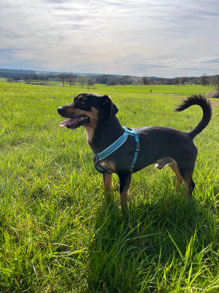 Hundetreffen-Gassirunden-Profilbild