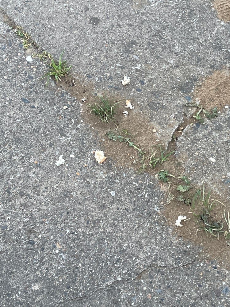 Giftköder-Giftköder/Ameisengift-Profilbild