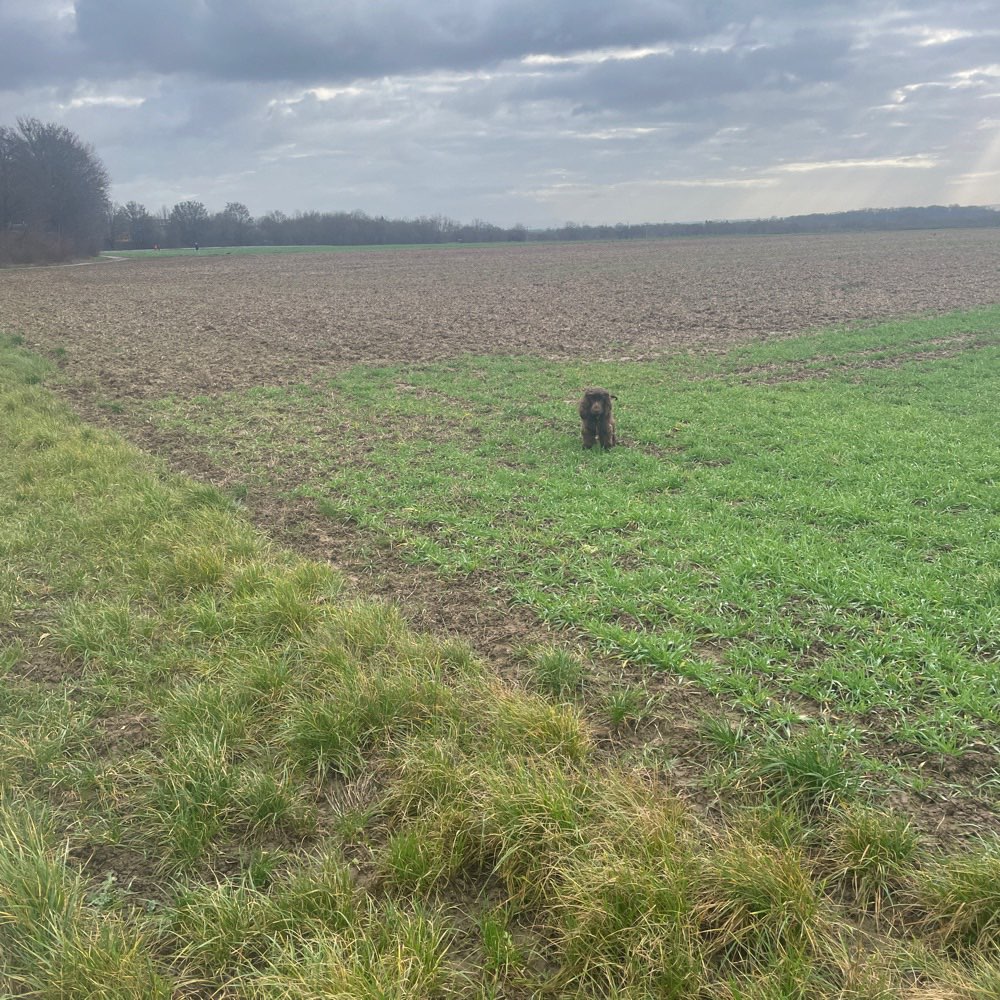 Hundetreffen-Gemeinsame Gassi- und Spielrunde-Profilbild