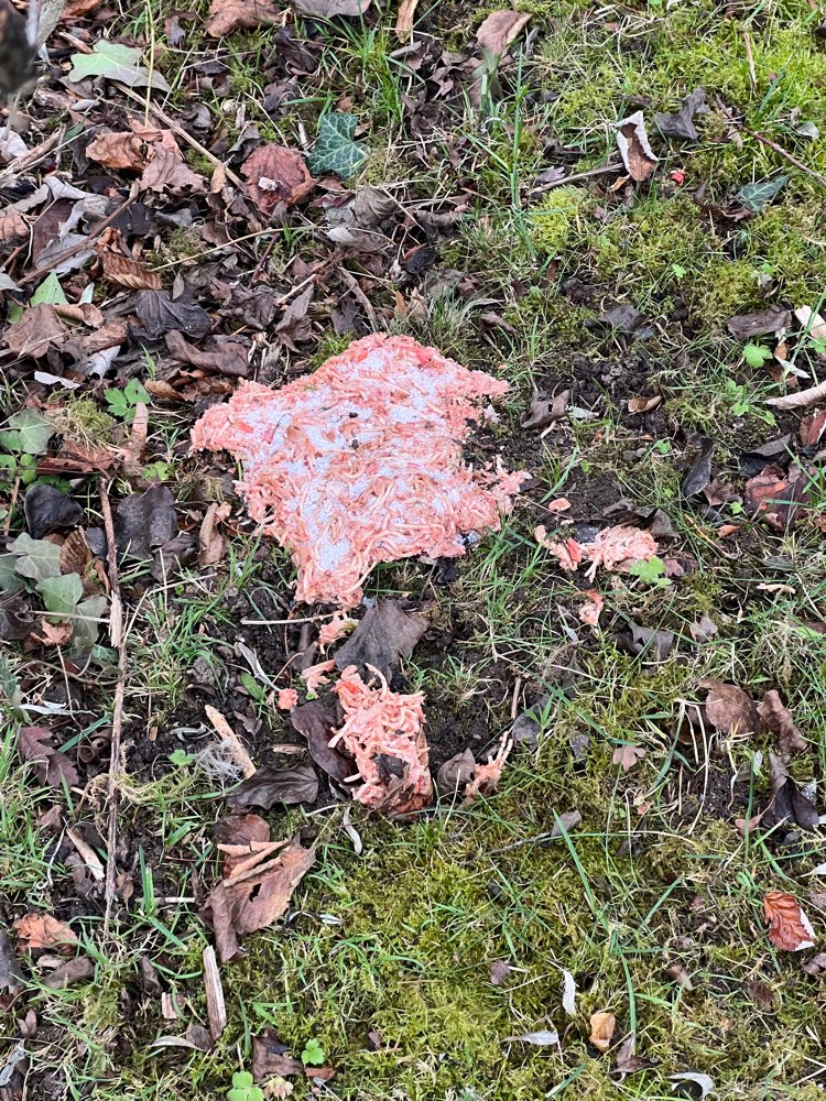 Giftköder-Möglicher Giftköder-Profilbild