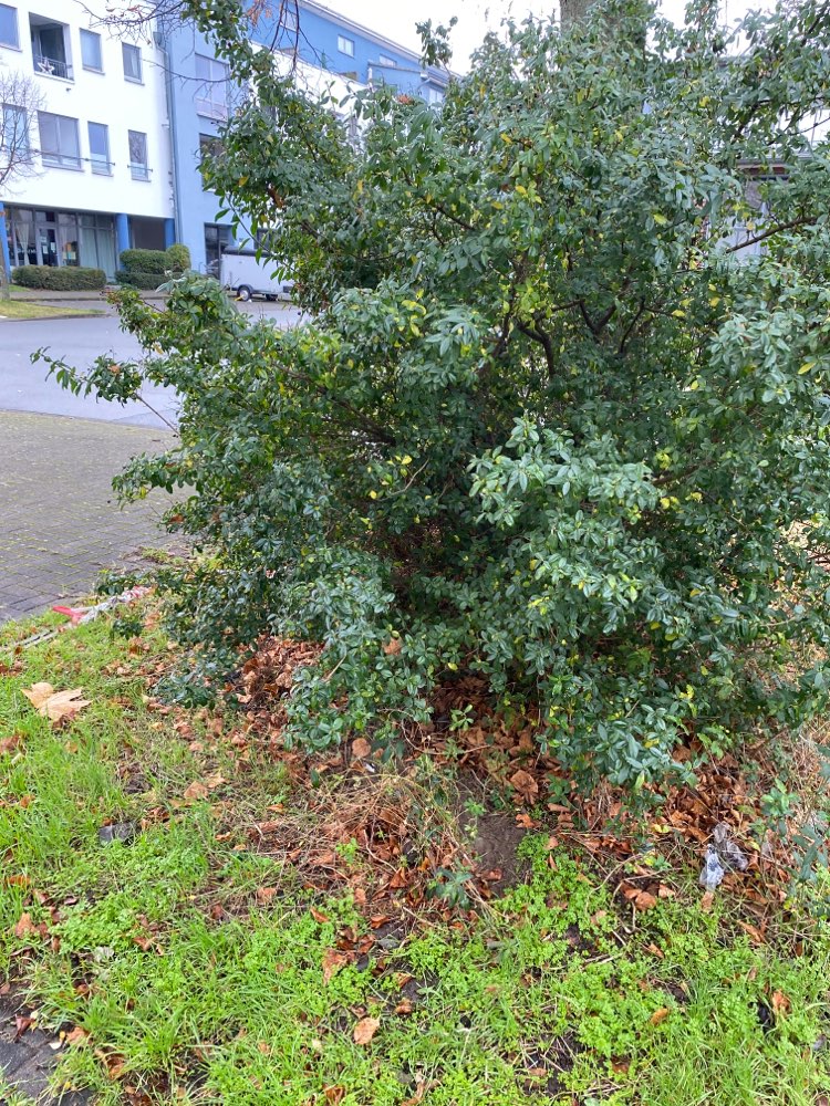 Giftköder-Ausgelegte Wurst Stück zwischen den Parkbuchten-Profilbild