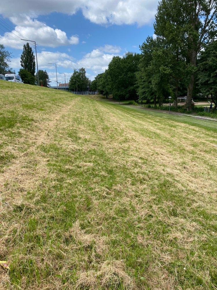 Giftköder-Knochen oder Ähnliches im Rasen-Profilbild
