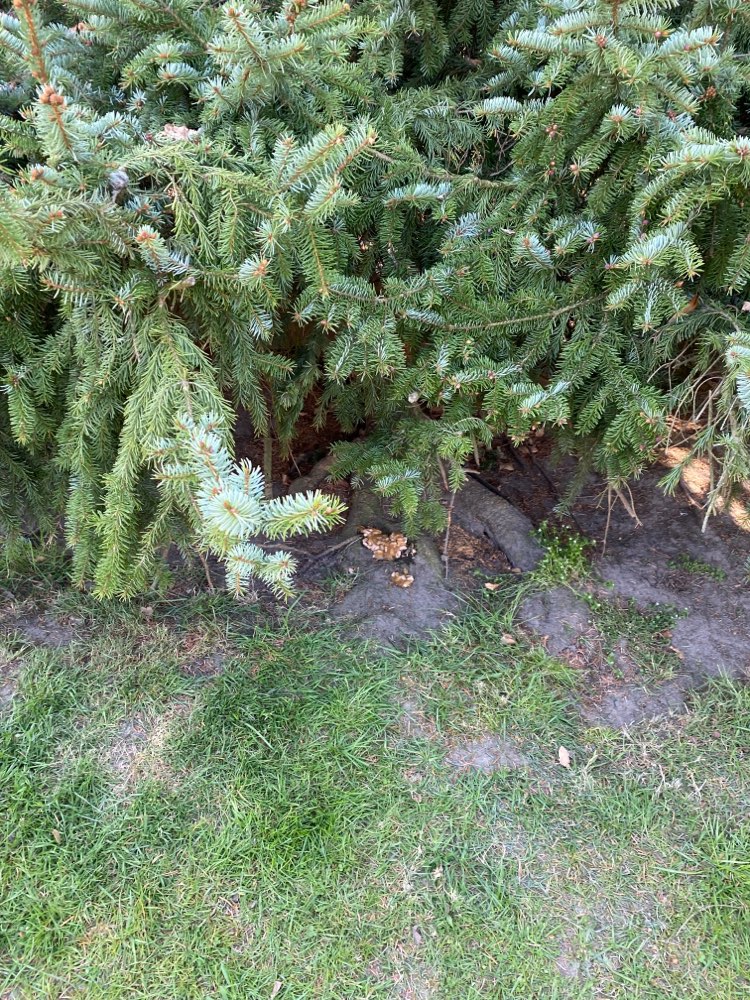 Giftköder-Katzenfutter oder Ähnliches-Profilbild