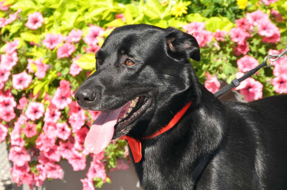 Hundetreffen-Hündin für gemeinsame Runden gesucht-Profilbild