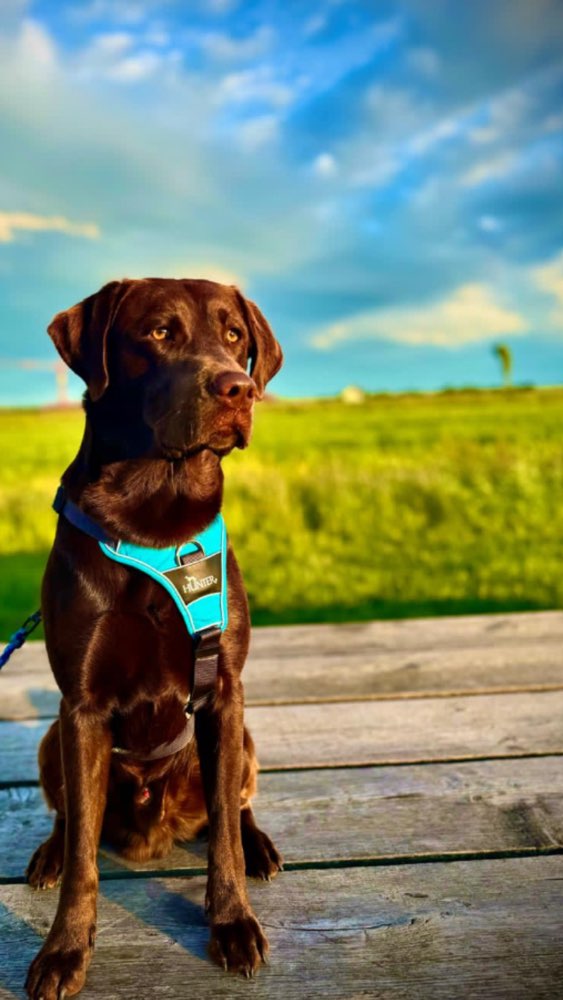 Hundetreffen-Wir freuen uns auf neue Bekanntschaften-Profilbild