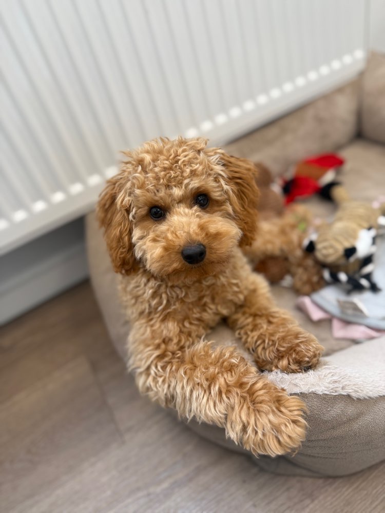 Hundetreffen-Welpentreffen Nürnberg-Profilbild
