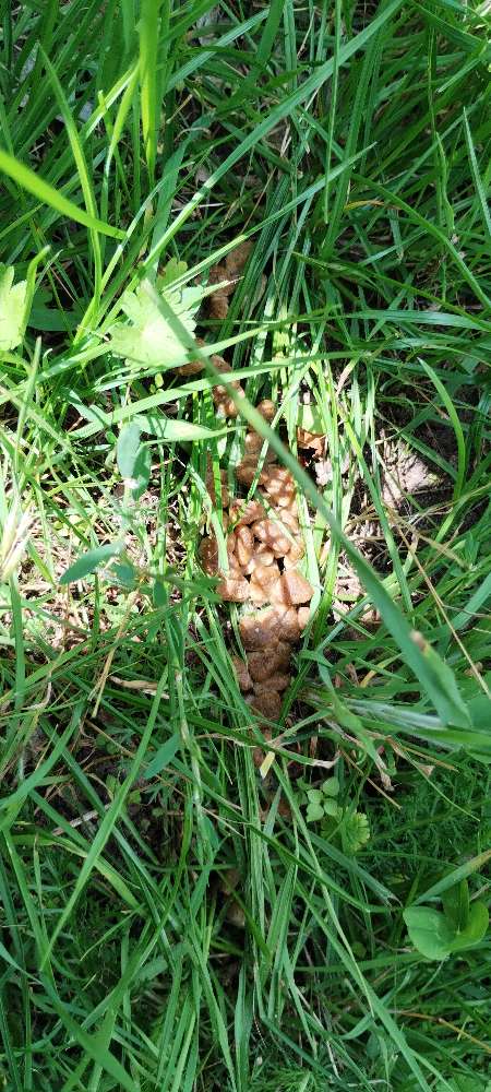 Giftköder-Trockenfutter ähnlich aussehendes-Profilbild