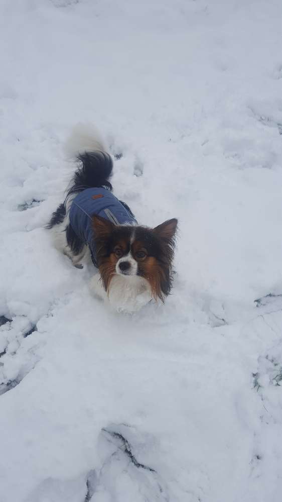 Hundetreffen-Hundetreffen-Profilbild