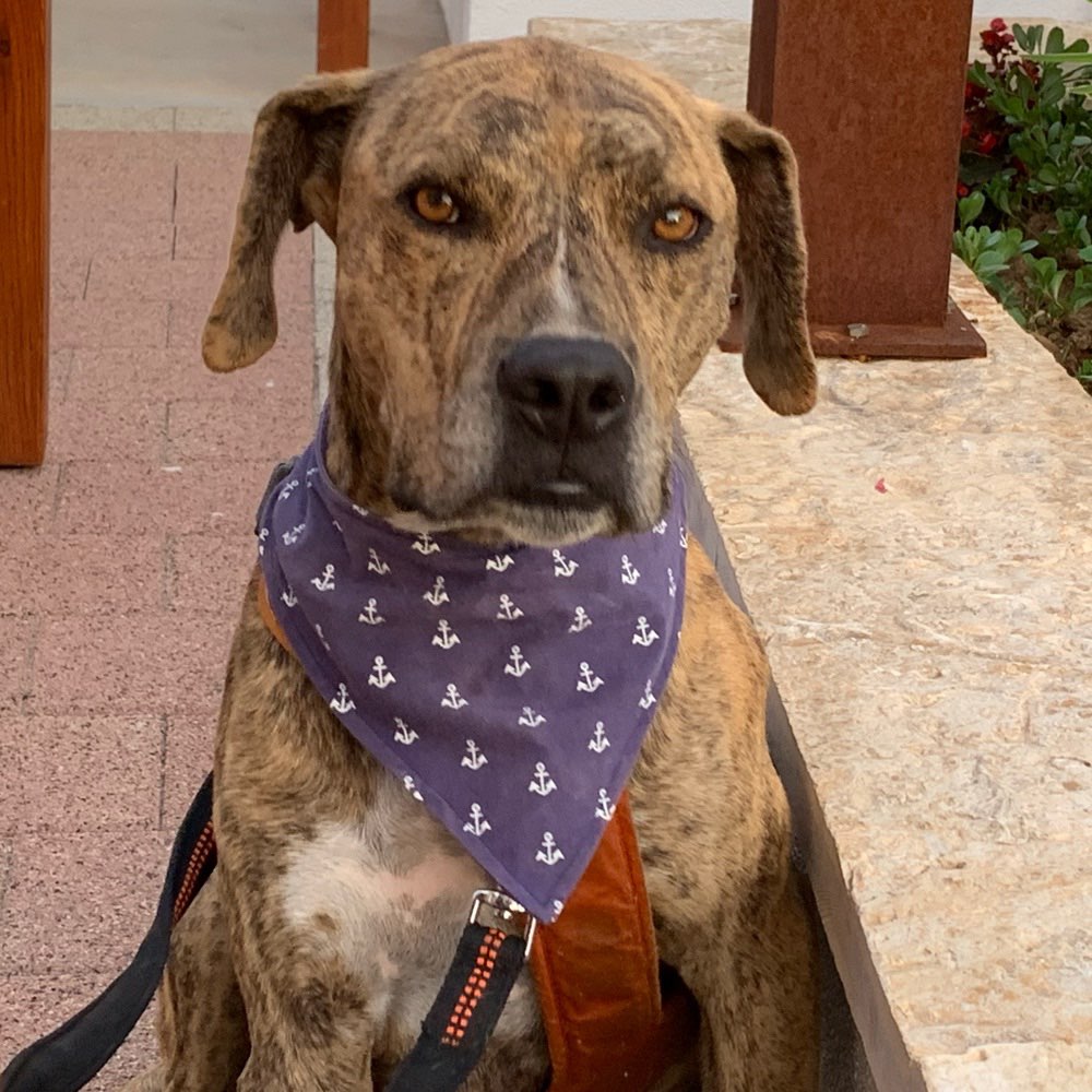 Hundetreffen-Gassi und Training-Profilbild