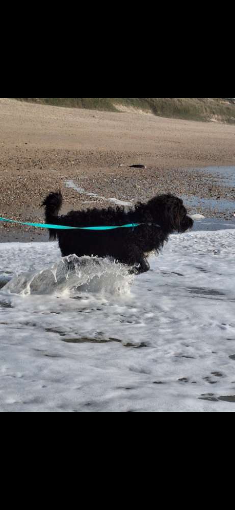 Hundetreffen-Ruhiger Spaziergang zum Kennenlernen-Profilbild