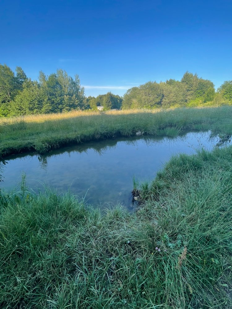 Giftköder-Wasser des Tümpels ist gekippt!-Profilbild