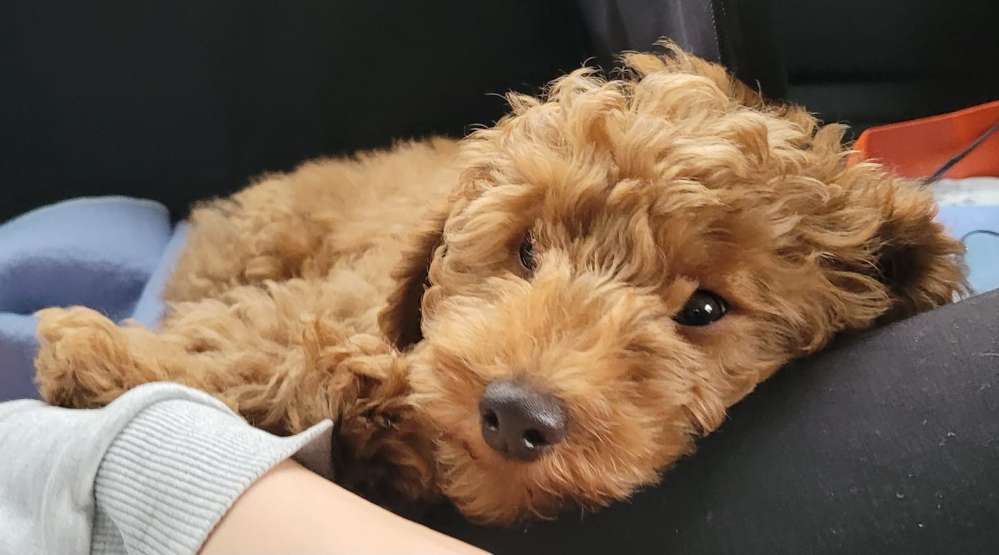 Hundetreffen-Gassirunde-Profilbild