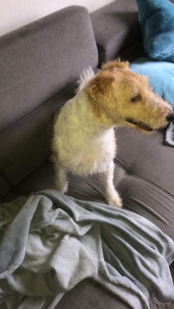 Hundetreffen-Fox sucht Fox und andere zum Spielen toben austauschen-Profilbild