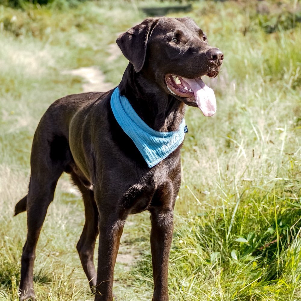 Hundetreffen-Gemeinsame Spaziergänge oder Spielstunden-Profilbild