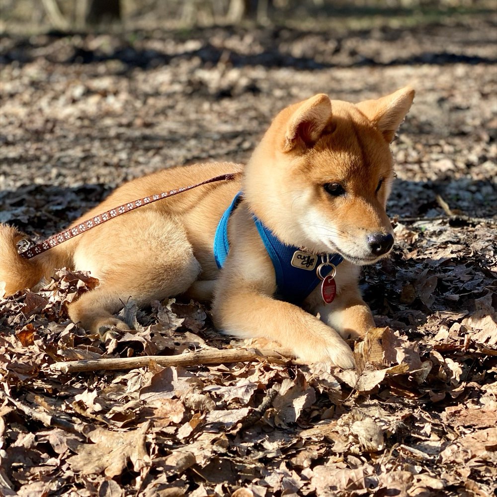Hundetreffen-Welpenspielrunde / gemeinsame Gassirunden 🐶-Profilbild