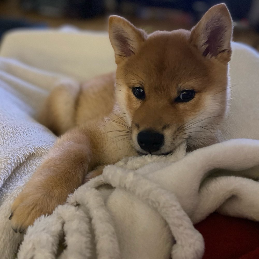 Hundetreffen-Welpenspielrunde-Profilbild