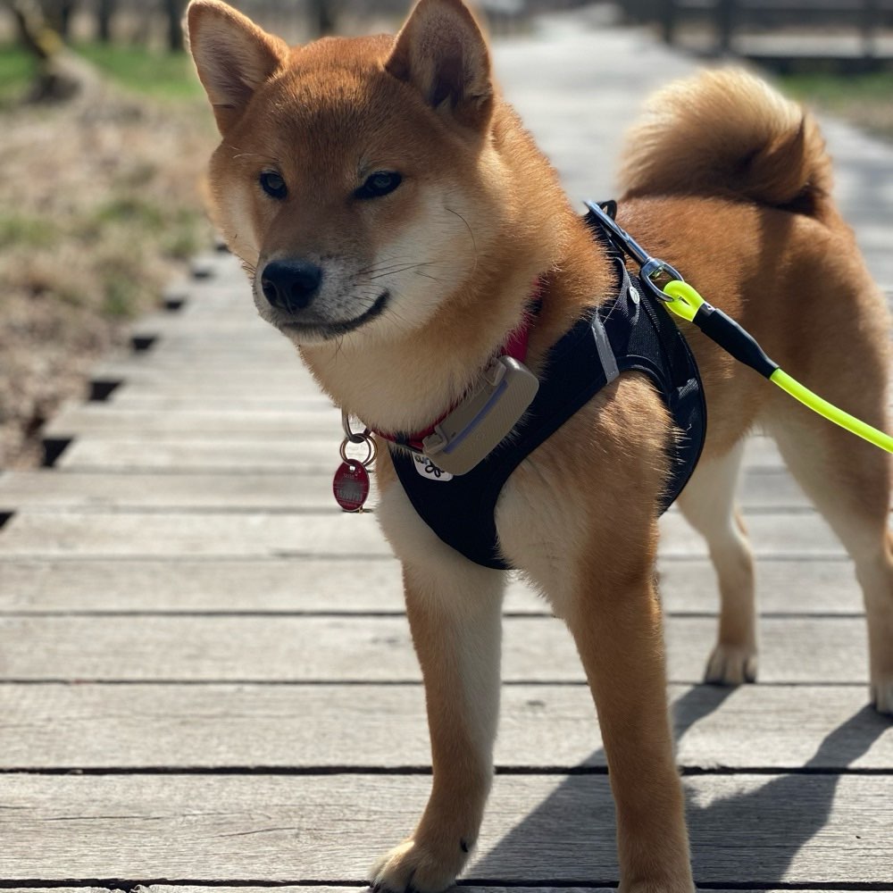 Hundetreffen-gemeinsame Spiel- und Gassirunden 🐶-Profilbild