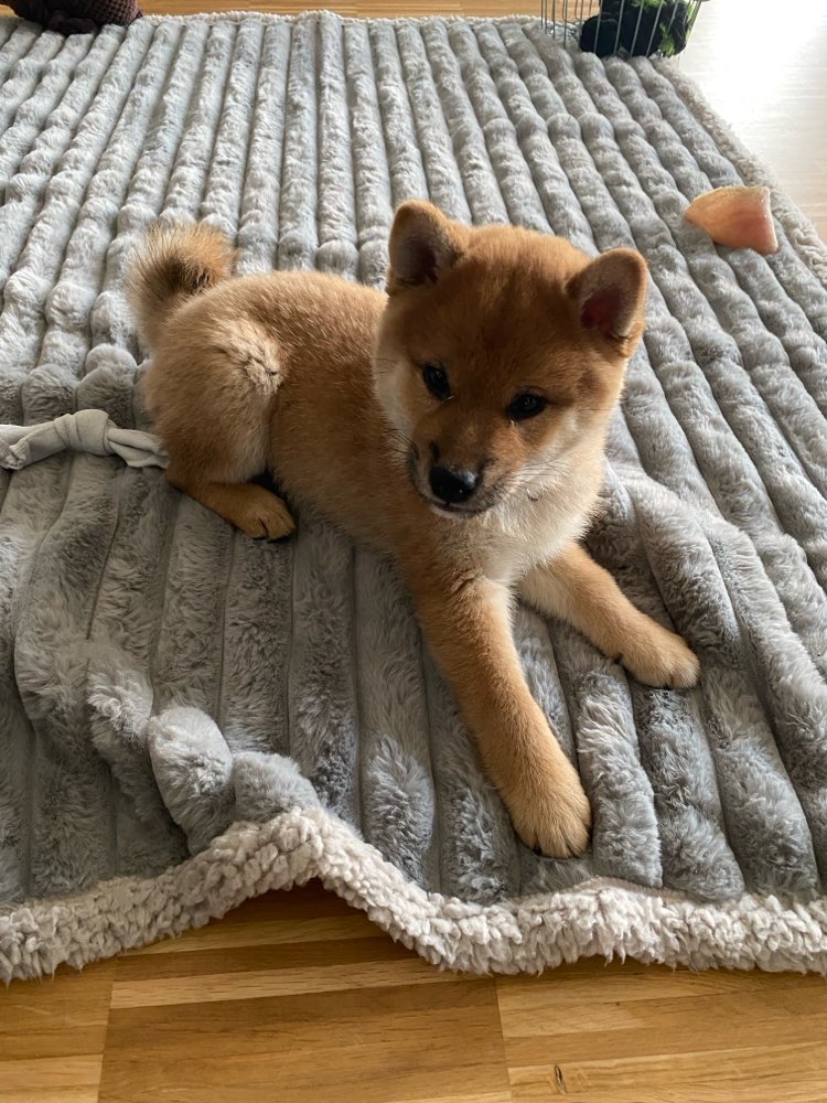 Hundetreffen-Welpenspielrunde-Profilbild