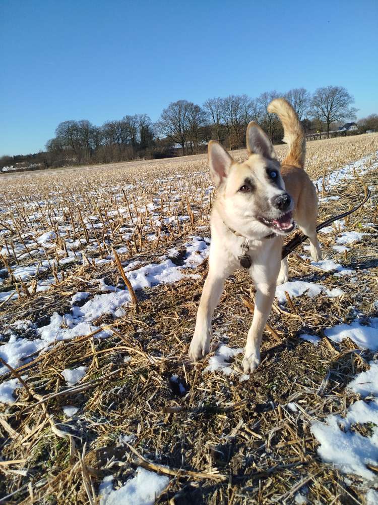 Hundetreffen-Socialwalk ,Training und Spielrunde-Profilbild
