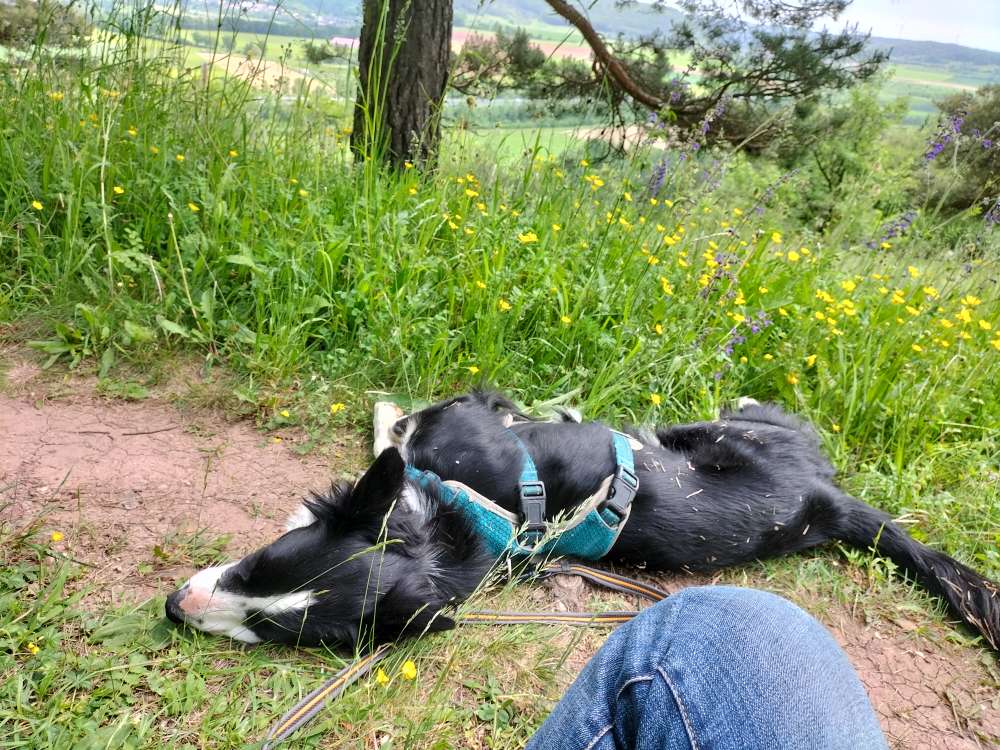 Hundetreffen-Lola sucht Spielfreund, gerne auch f gemeinsame Spaziergänge-Profilbild