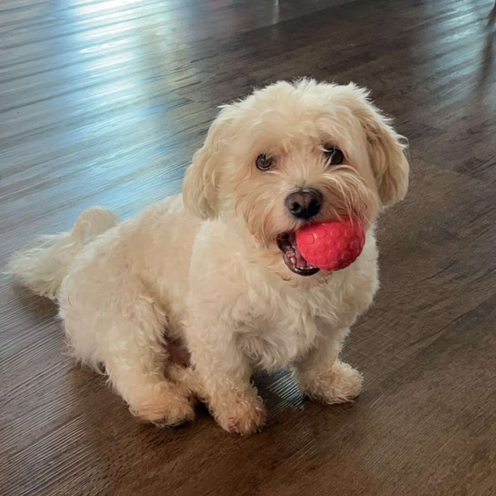 Hundetreffen-Gassitreffen/ Spielgefährten gesucht!-Profilbild