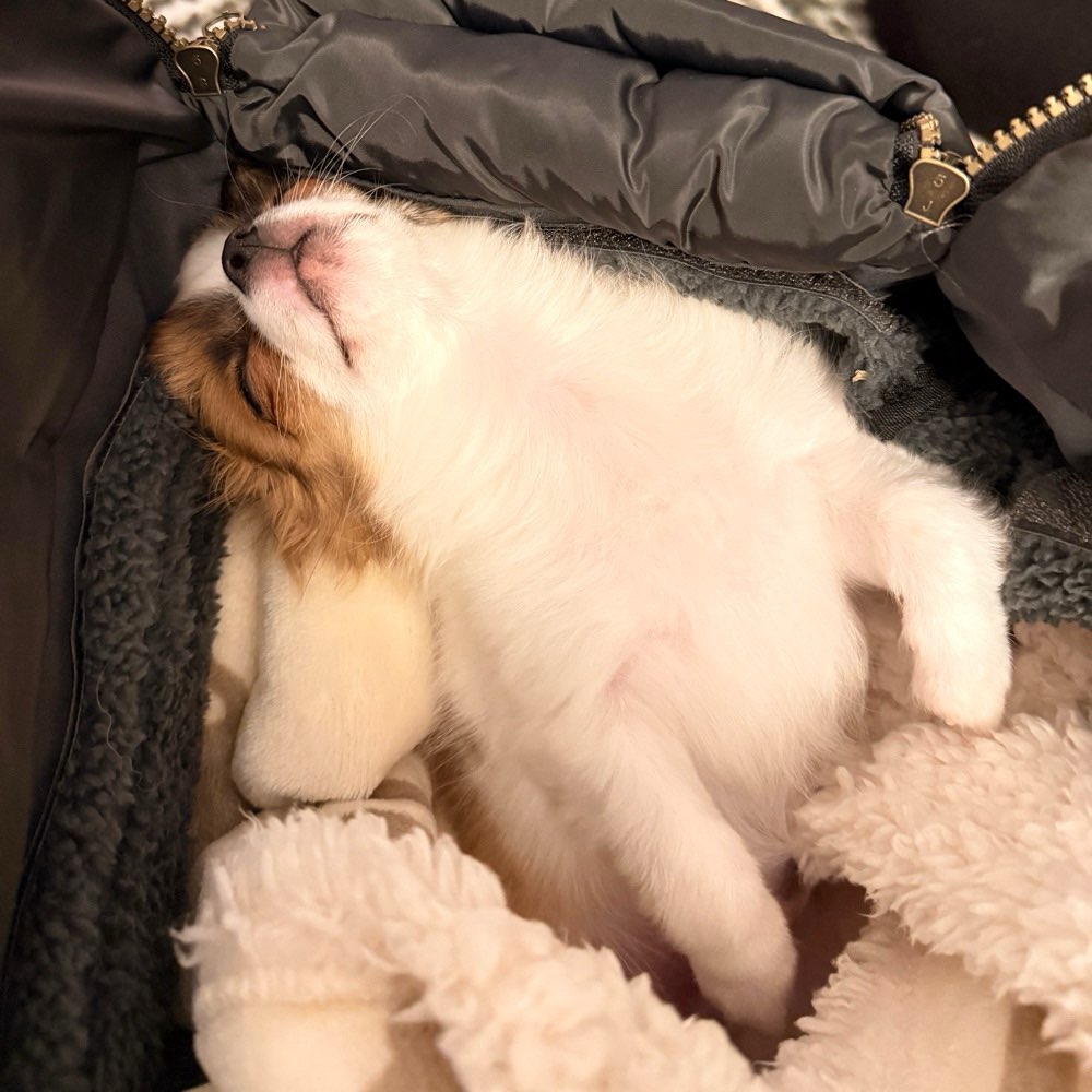 Hundetreffen-Lino sucht Freunde-Profilbild