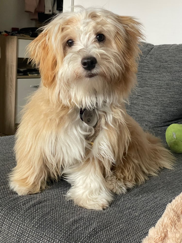 Hundetreffen-Havaneser-Treffen zum Spielen🐾🐶-Profilbild