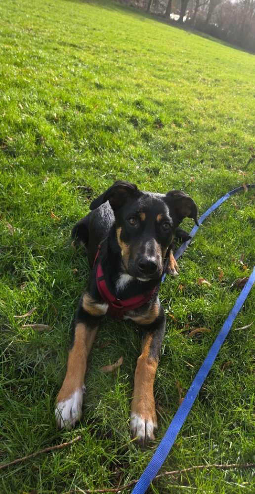 Hundetreffen-Freunde für Dana-Profilbild