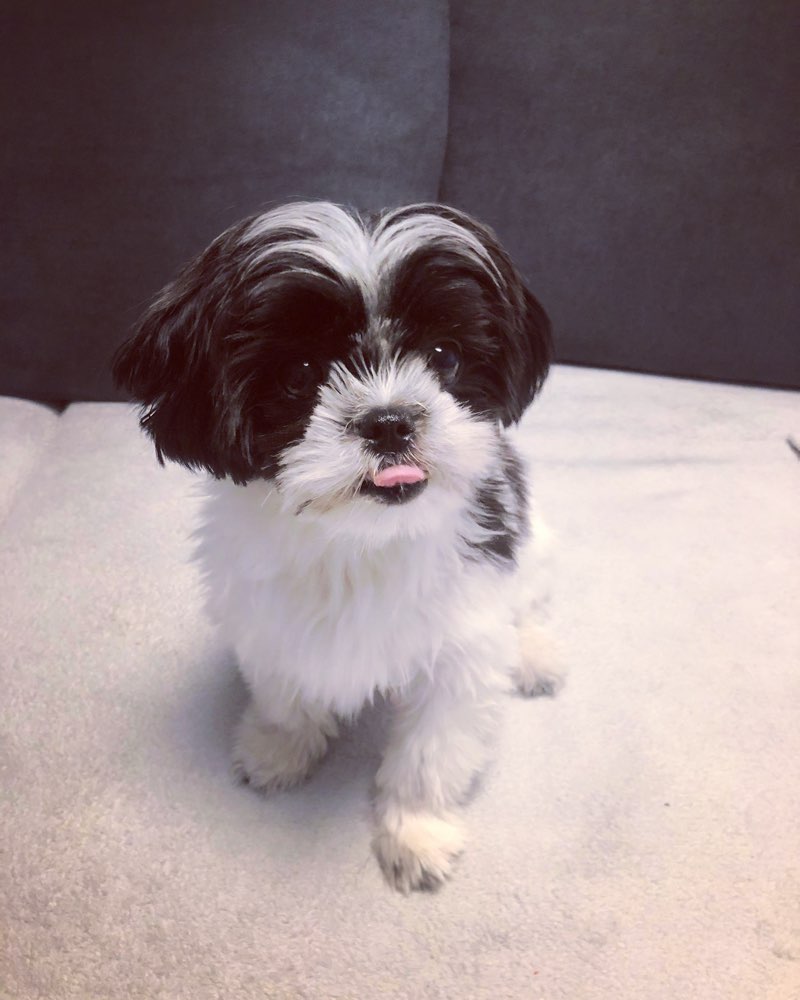 Hundetreffen-Spielkameraden für eine kleine Hündin gesucht-Profilbild