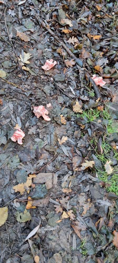 Giftköder-Fleisch und Karotten-Profilbild