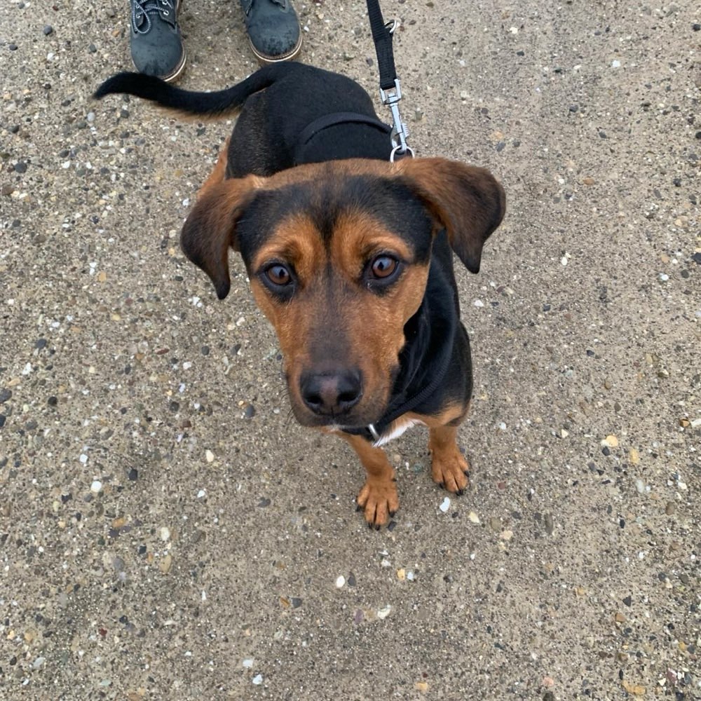 Hundetreffen-Spazieren & Trainieren-Profilbild