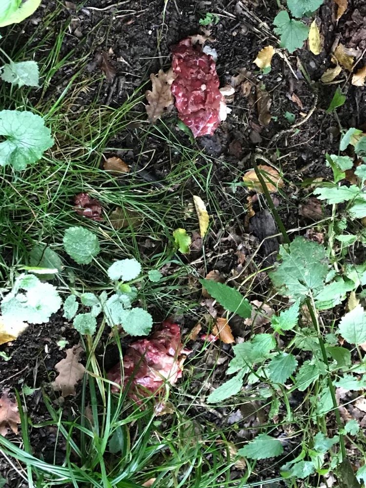 Giftköder-Möglicherweise Giftköder-Profilbild