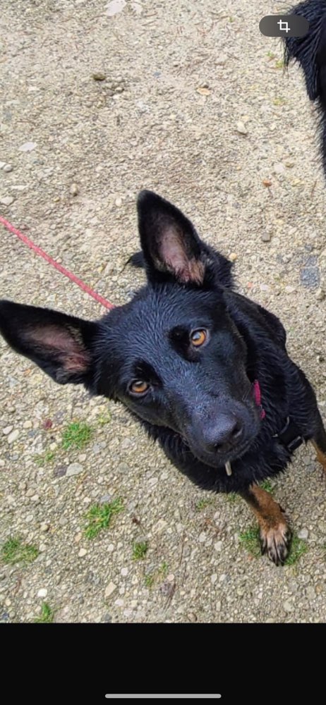 Hundetreffen-Gassigehen-Profilbild