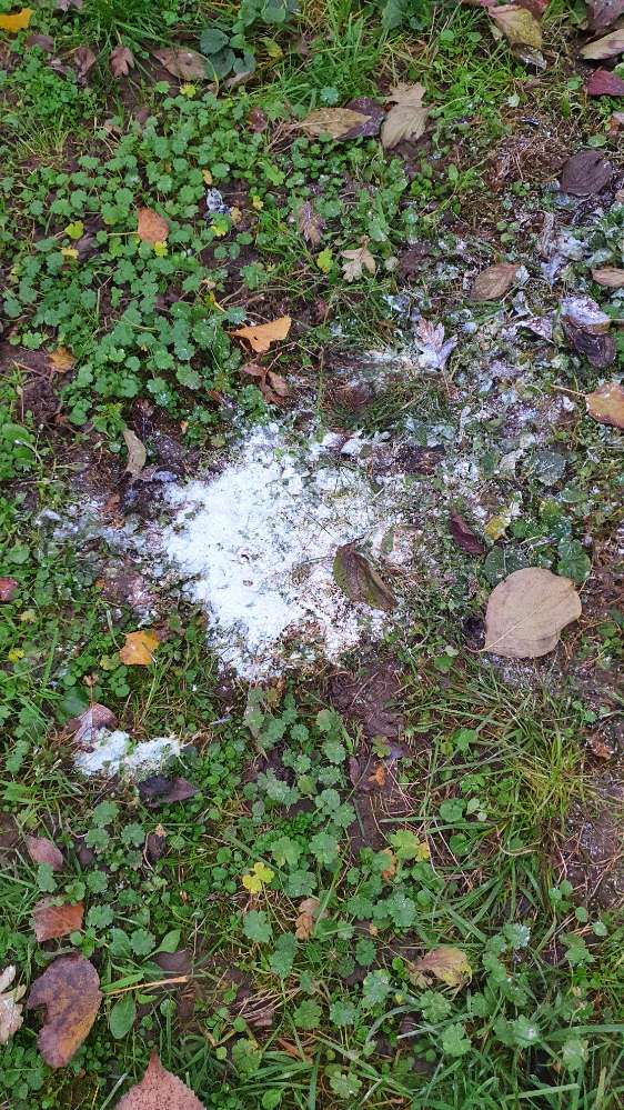 Giftköder-Weisses Pulver, evtl giftig-Profilbild