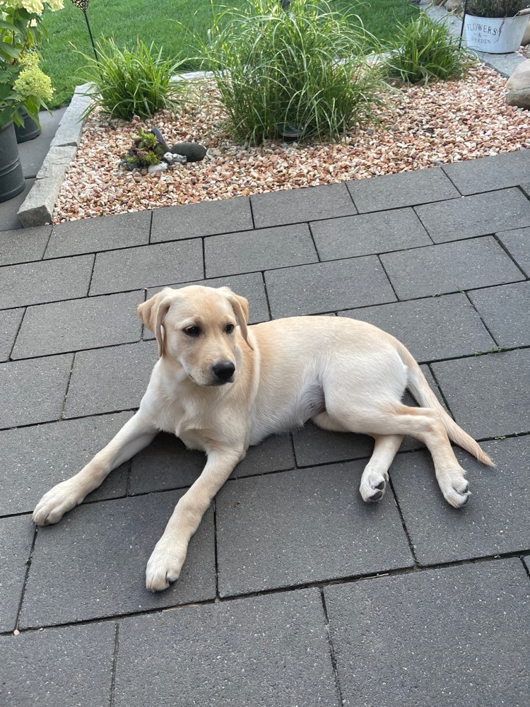 Hundetreffen-Welpentreffen, spazieren gehen oder einfach nur austoben…-Profilbild