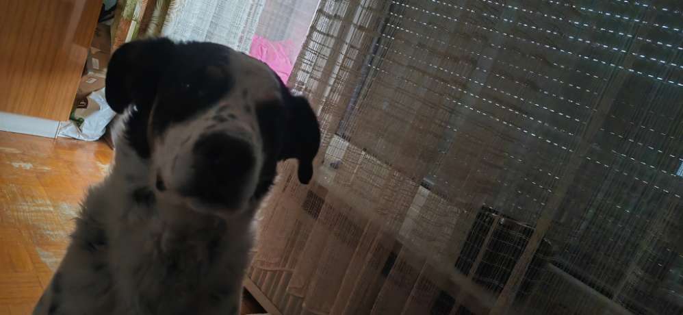 Hundetreffen-Gassi gehen Traunreut und Umgebung-Profilbild