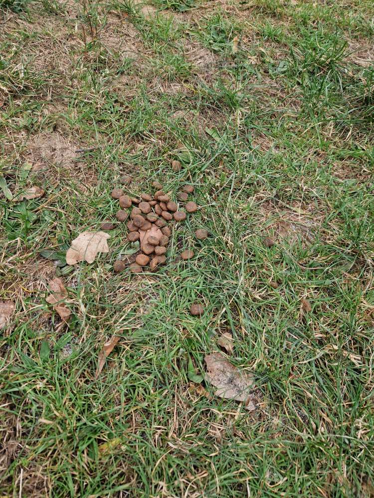 Giftköder-Futter frei liegend, Giftköder fraglich-Profilbild