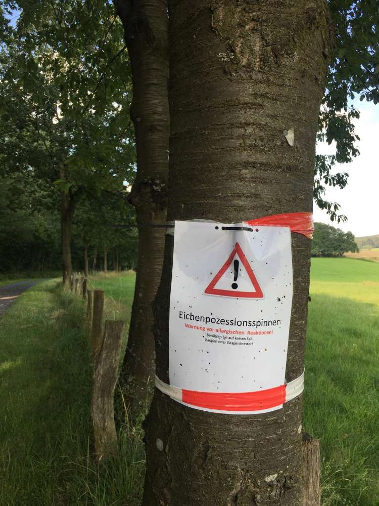 Giftköder-Eichenprozessionsspinner-Profilbild