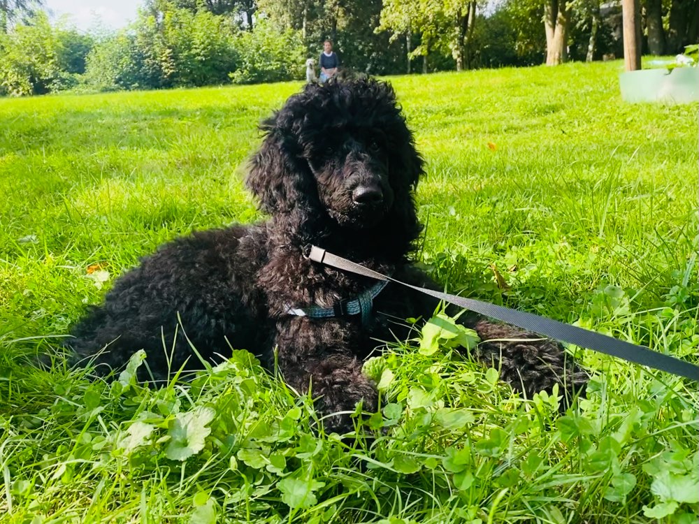 Hundetreffen-Welpentreffen Düsseldorf Niederkassel-Profilbild