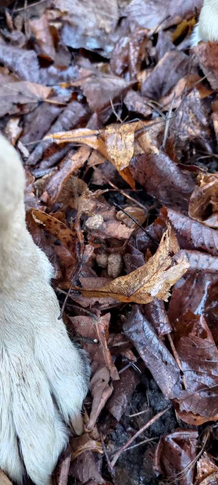 Giftköder-Evtl Giftköder-Profilbild