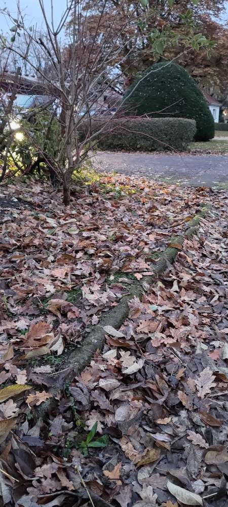 Giftköder-Futter unter Laub ausgelegt-Profilbild