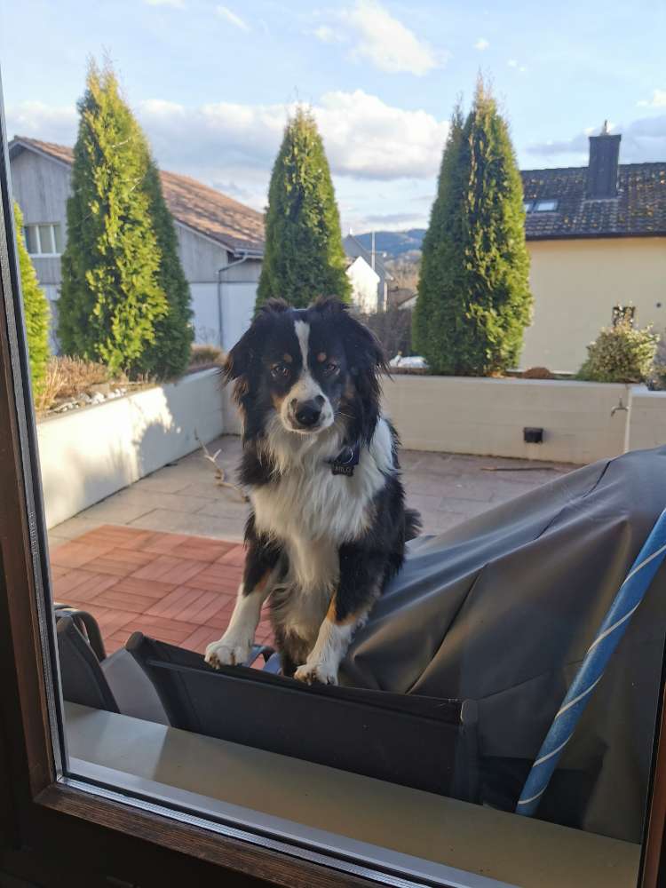 Hundetreffen-Spielen, toben, spazieren, trainieren, auspowern :)-Profilbild