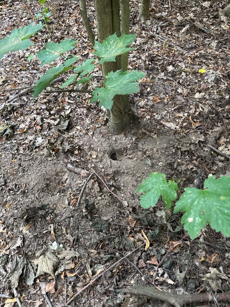Giftköder-Vorsicht Erdwespenloch-Profilbild