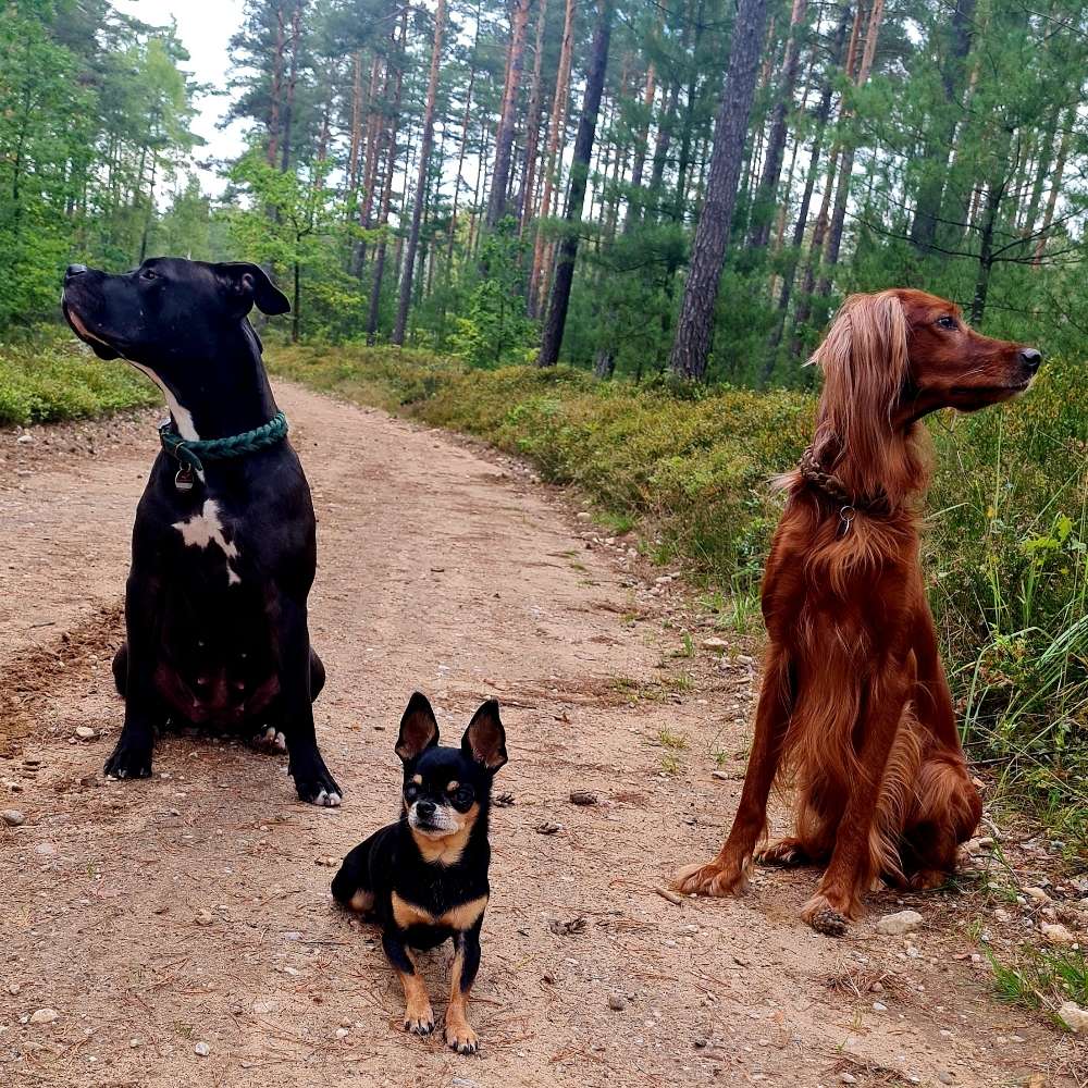 Hundetreffen-Spielen und spazieren gehen-Profilbild