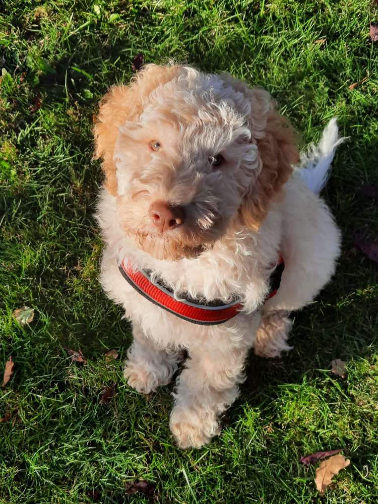 Hundetreffen-Welpenrunde in der Südheide-Profilbild